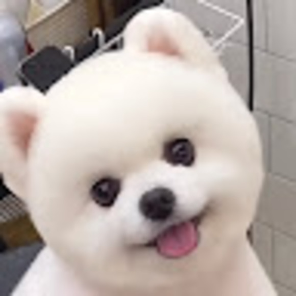 baozixiao